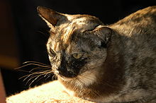 Burma-Katze Bild